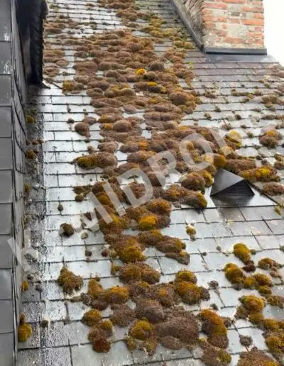 Toiture avec mousse sur les tuiles.