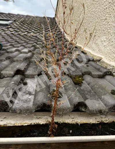 Plante sèche poussant sur un toit en tuiles.
